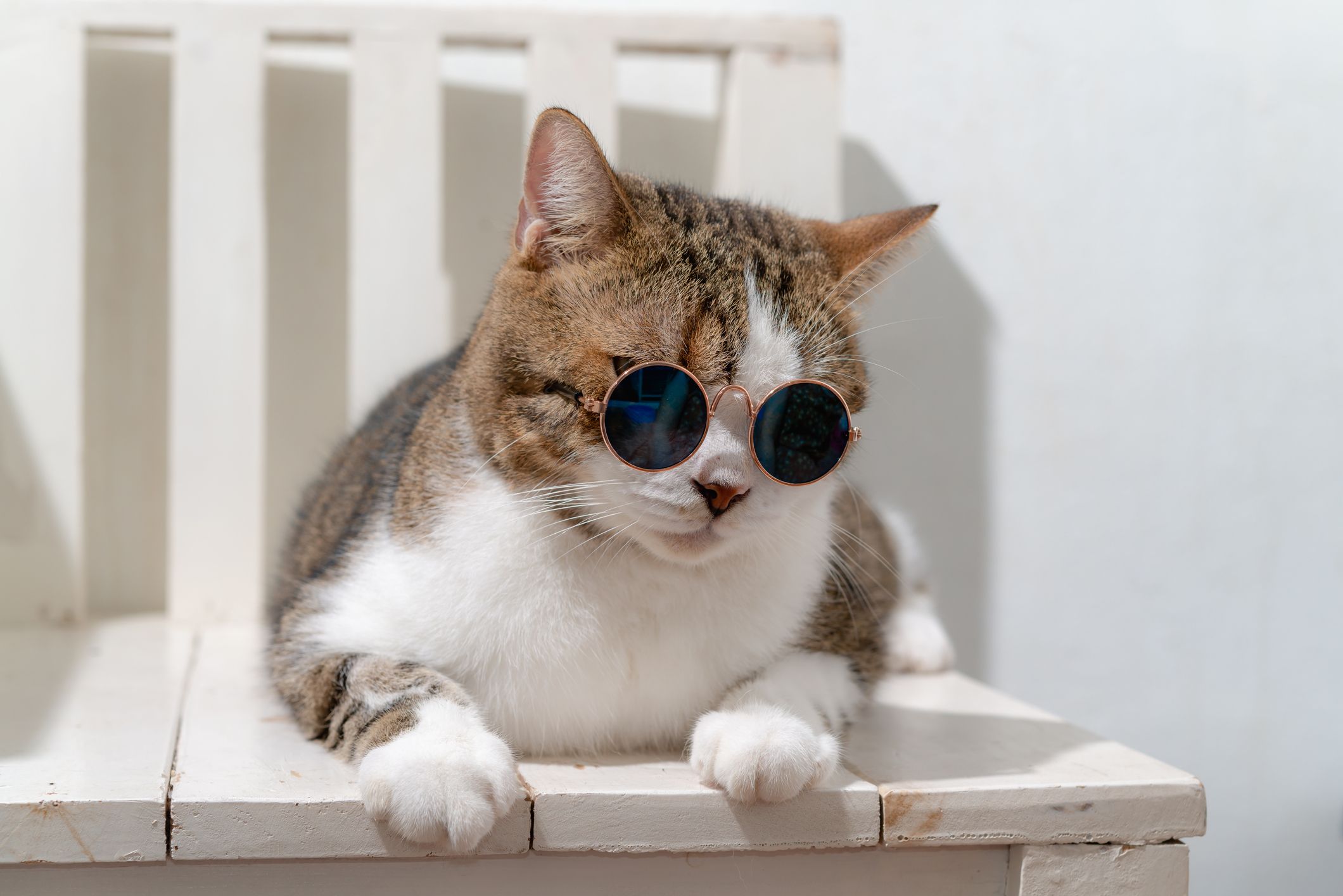 Close Up Of Cat Wearing Sunglasses While Sitting Royalty Free Image 1571755145